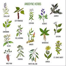Herbal Plant